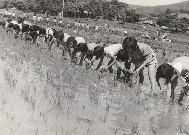 1970~80년대 보령 농촌에서 여학생들이 모내기하는 모습